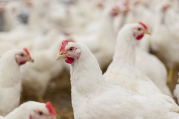 Cage-free white pullets